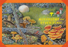Load image into Gallery viewer, Outdoor School:  Tree, Wildflower, and Mushroom Spotting