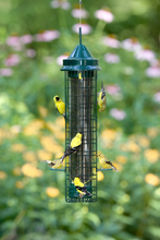 Load image into Gallery viewer, Squirrel Buster - Finch