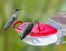 Load image into Gallery viewer, Hummingbird Feeder - 4oz. Window Feeder
