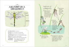 Load image into Gallery viewer, Insect Anatomy
