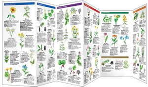 Medicinal Plants Field Guide
