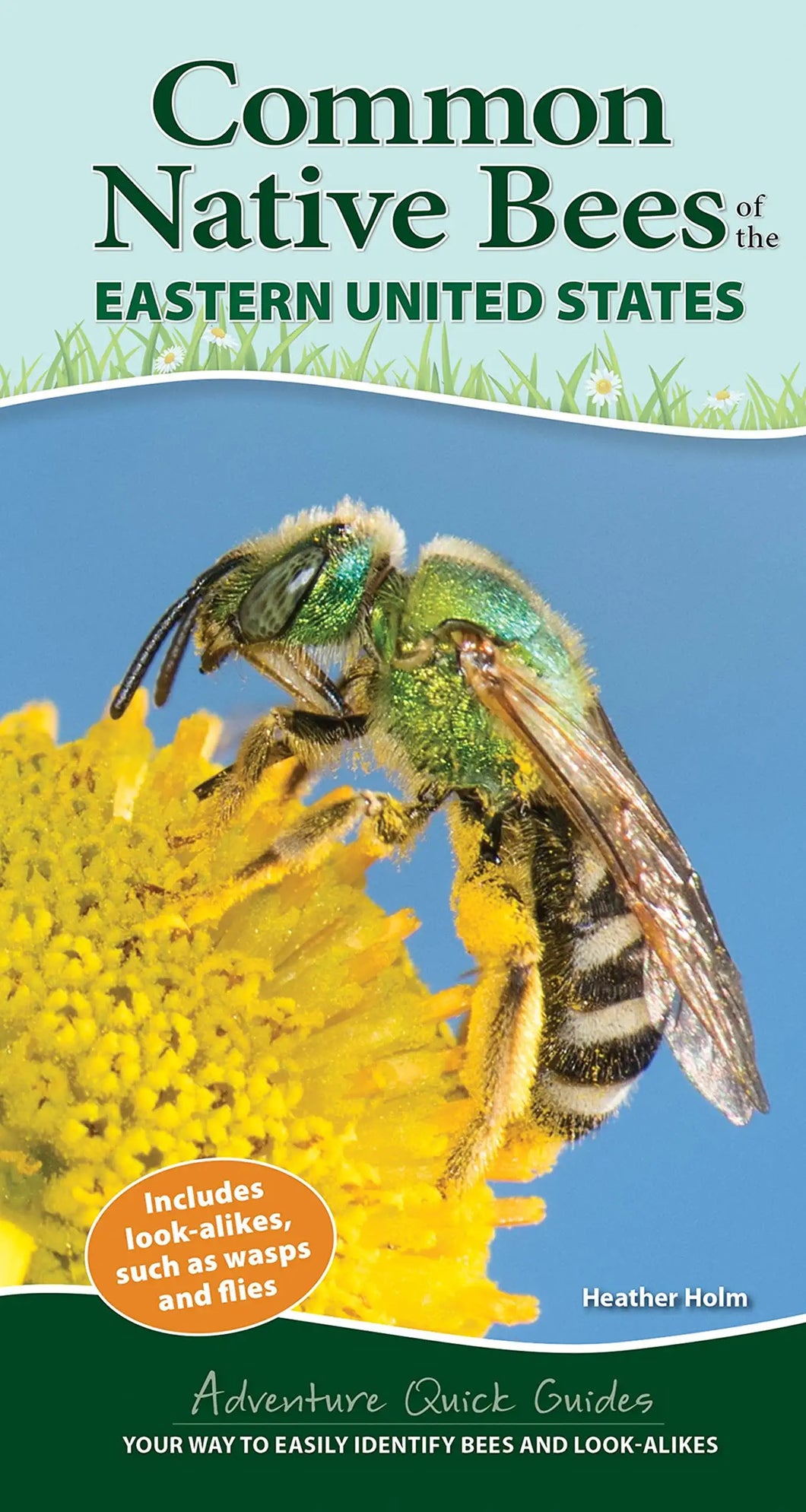 Common Native Bees of the Eastern United States - Quick Guide